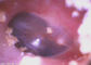 ENT Digitale Video de Oorspiegelcamera van Endoscoop Medische USB met 3,5 Duimlcd het Scherm