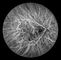 Confocal Digitale Fundus van Retinaopthalmoscope Camera met gezichtsveld 15°, 30°, 60° Beeldgrootte 1024*1024