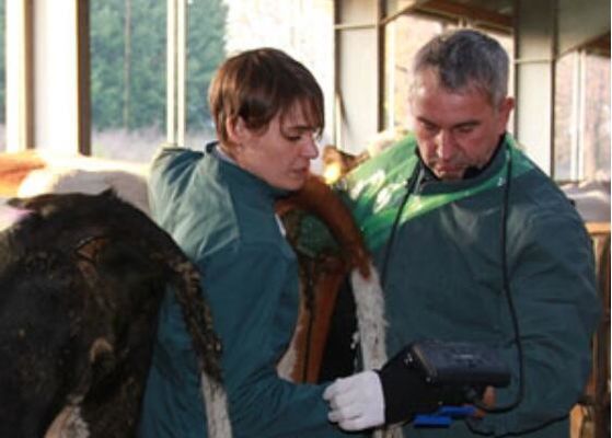 Digitale ultrasoon scanner voor dierenartsen